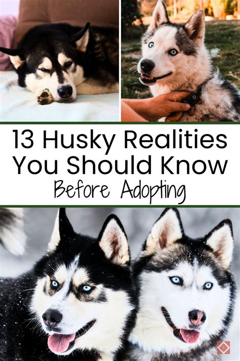 Trends For Husky Owners