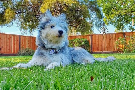 Trends For Husky Poodle Cross