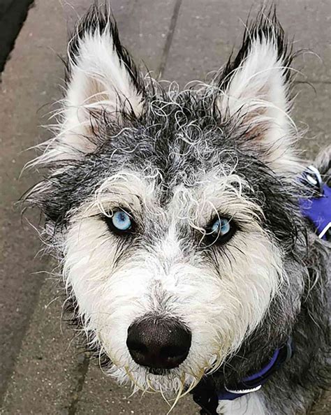 Trends For Husky Poodle Mixes