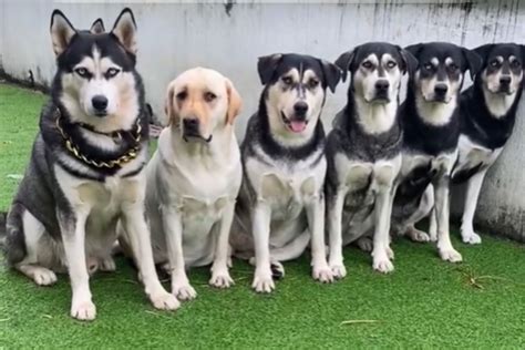 Trends For Lab Husky Mix