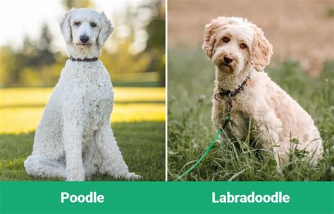 Trends For Labradoodle More Lab Than Poodle