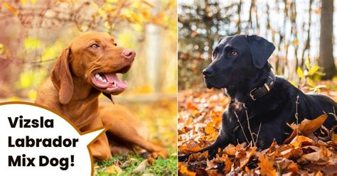 Trends For Labrador Mix