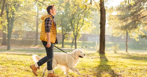 Trends For Labrador Walking Problems