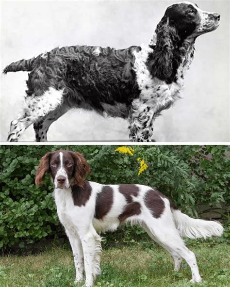 Trends For Looking After A Springer Spaniel