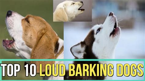 Trends For Loudest Dog Bark
