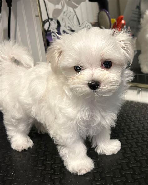 Trends For Maltese Pups Sale