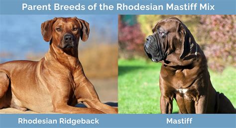 Trends For Mastiff Cross Ridgeback
