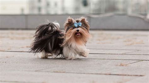 Trends For Micro Dogs