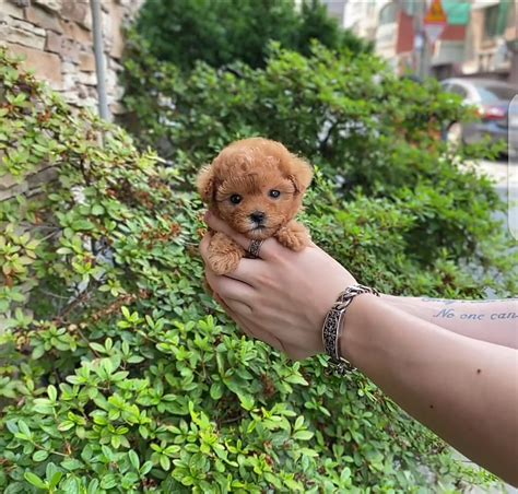 Trends For Micro Poodle Price