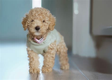 Trends For Micro Poodles