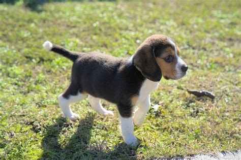 Trends For Miniature Beagle