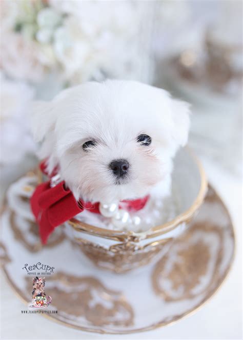 Trends For Miniature Maltese
