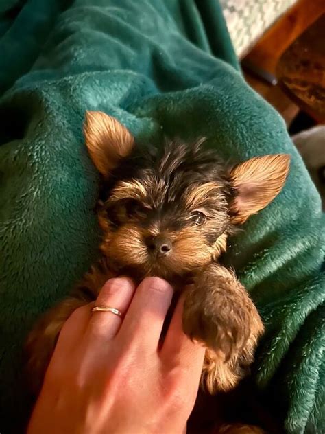 Trends For Miniature Yorkie For Sale
