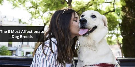 Trends For Most Affectionate Dog Breeds