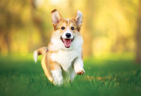 Trends For My Dog Happy