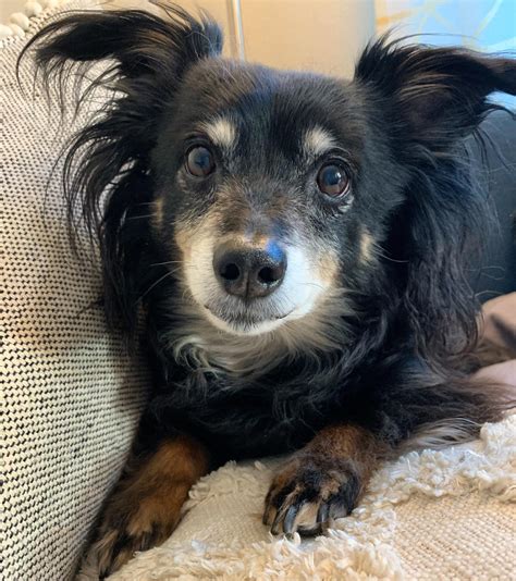 Trends For Papillon Dachshund Mix