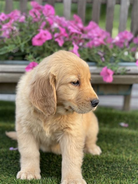 Trends For Petite Golden Retriever