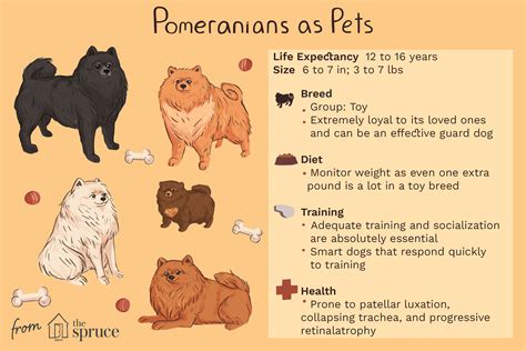Trends For Pomeranian Facts