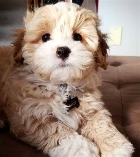 Trends For Poodle Mix Shih Tzu
