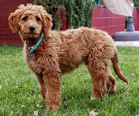 Trends For Poodle Retriever Mix