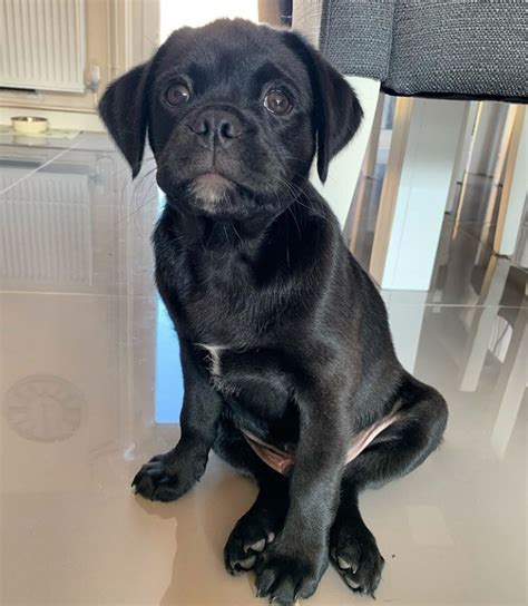 Trends For Pug And Labrador Cross