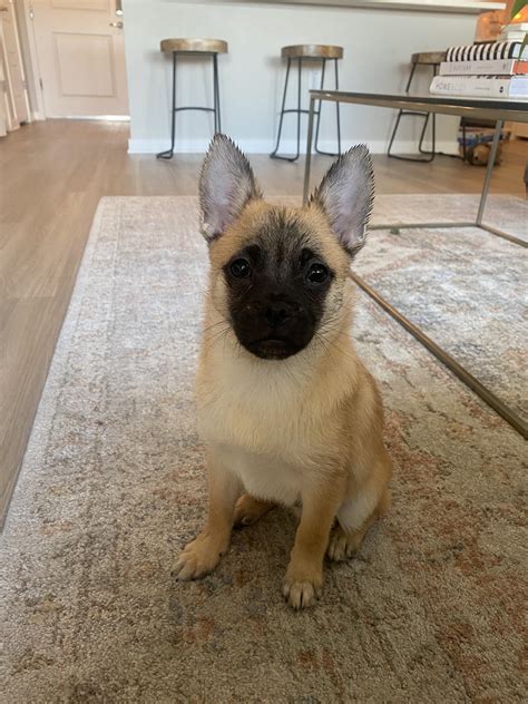 Trends For Pug Mixed With Pomeranian