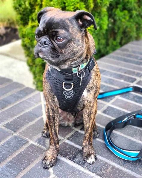 Trends For Pug Terrier