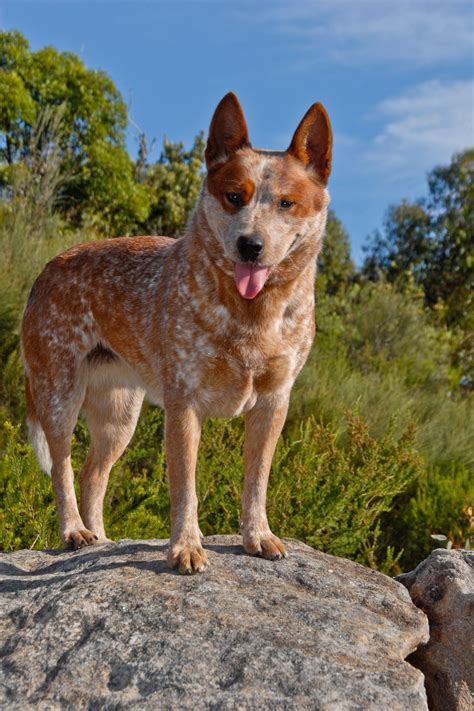 Trends For Red Heeler Cattle Dog