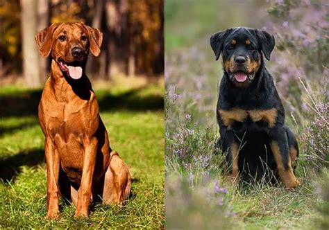 Trends For Ridgeback Cross Rottweiler