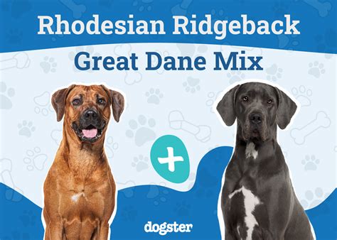 Trends For Ridgeback X Great Dane