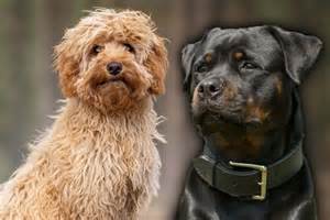Trends For Rottweiler Cross Poodle