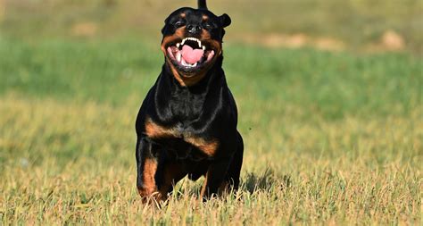 Trends For Rottweiler Guard Dog In Action