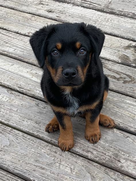 Trends For Rottweiler Lab Mix Puppies