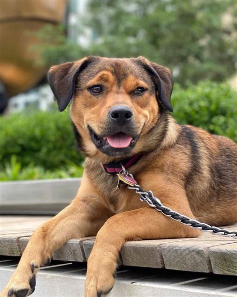 Trends For Rottweiler Mixes