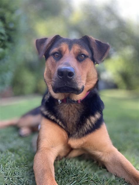 Trends For Rottweiler Shepherd Mix