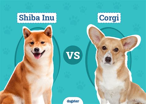Trends For Shiba Inu Corgi