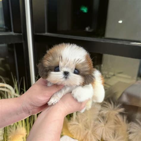 Trends For Shih Tzu Teacup