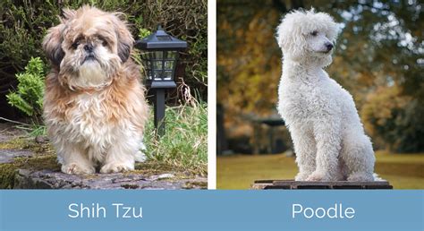 Trends For Shihtzu Mixed With Poodle