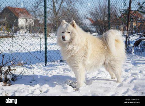 Trends For Siberian Samoyed