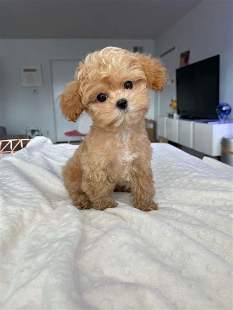 Trends For Tea Puppies