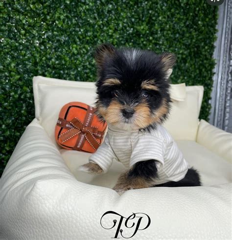 Trends For Teacup Dogs Sale