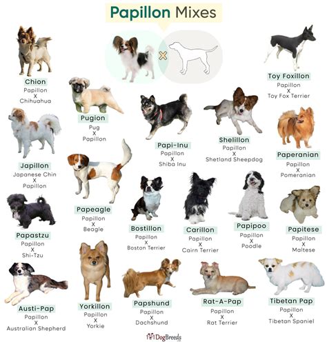 Trends For Terrier Papillon Mix