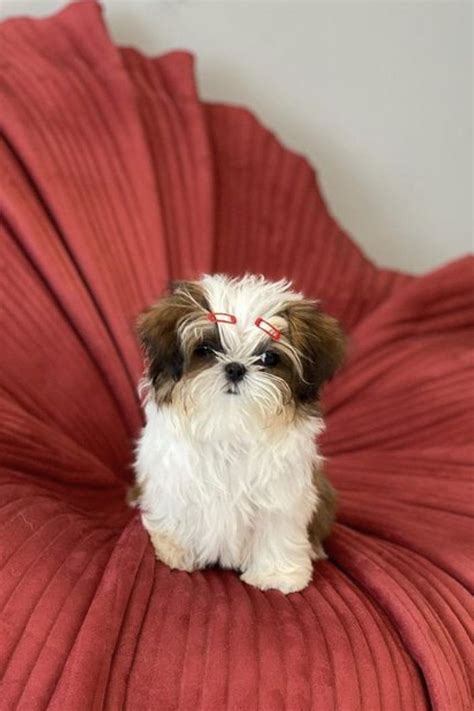 Trends For Tiny Shih Tzu
