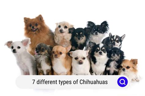 Trends For Types Of Chihuahuas