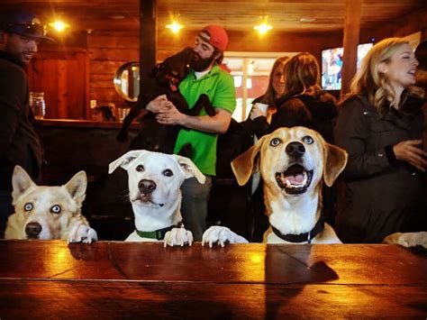 Trends For Voff Bark And Brew