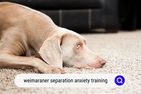 Trends For Weimaraner Separation Anxiety