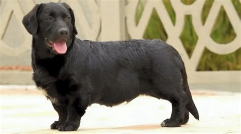 Trends For Weiner Dog Mixed With Lab