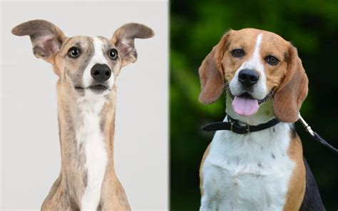 Trends For Whippet Beagle Mix