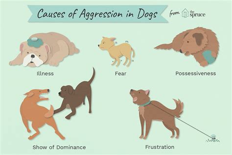 Trends For Why Are Dogs Aggressive