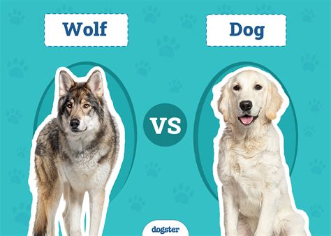 Trends For Wolves Vs Dogs